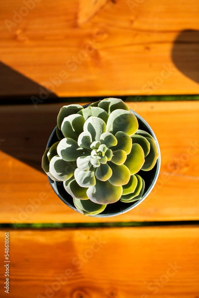 Obraz Succulant in a pot top down