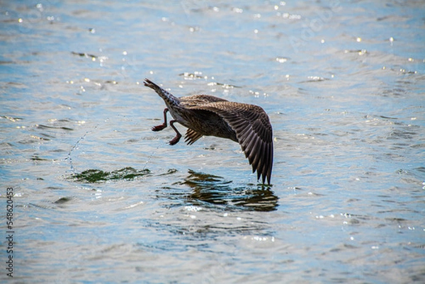 Obraz Fishing Herring Gull