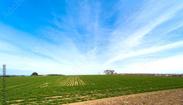 Obraz 青空と野原