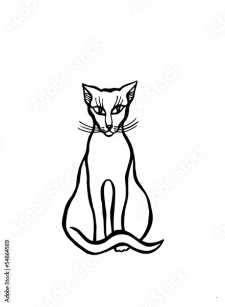 Fototapeta Siamese Cat