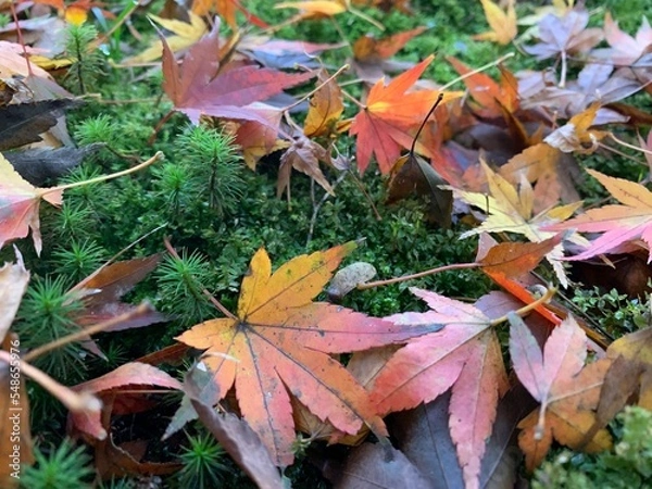 Obraz fallen autumn leaves