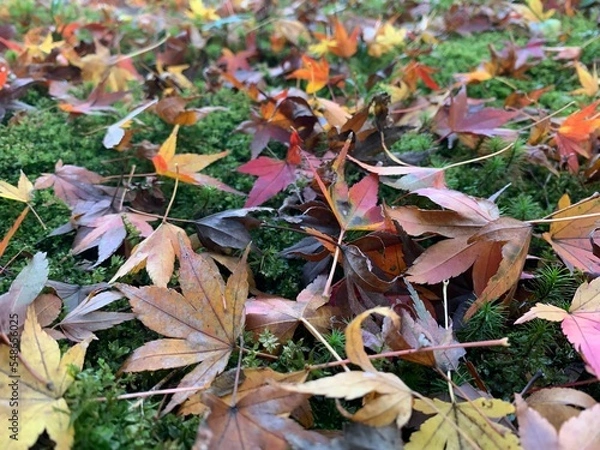 Obraz fallen autumn leaves