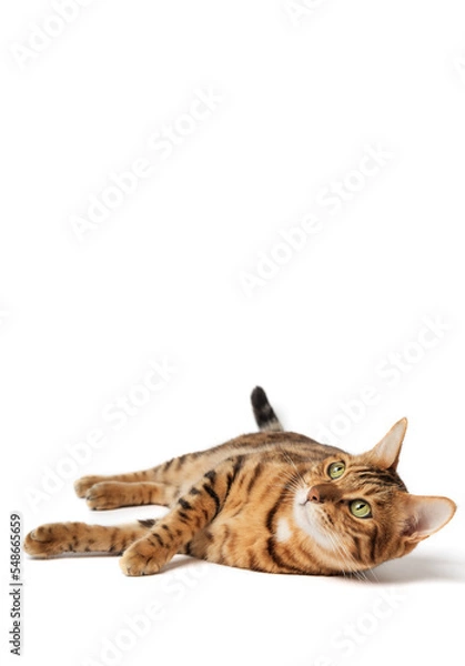 Fototapeta Satisfied Bengal cat lies on a white background. Domestic cat in isolation. Cat for food advertising.