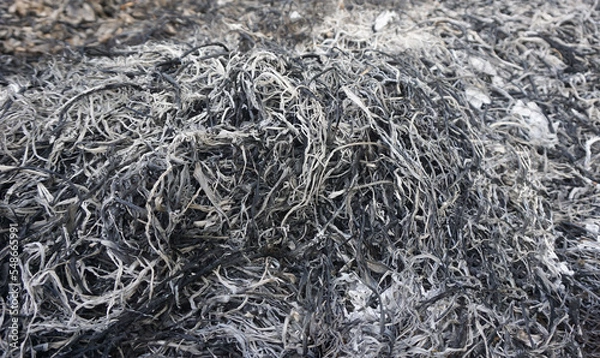 Fototapeta The ashes from burnt firewood for use as fertilizer for trees planted in an agricultural orchard.