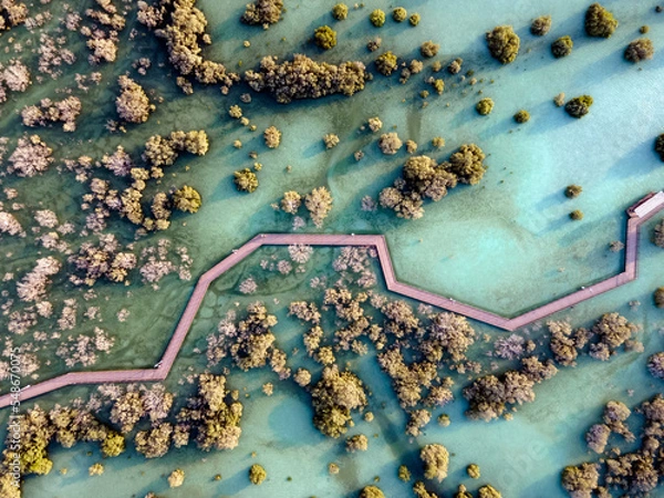 Obraz Aerial view of mangroves in Abu Dhabi. Special eco system, natural environment.