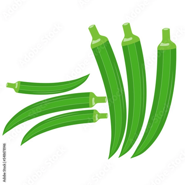 Obraz Ladyfinger with piece isolated fresh vegetable vector okra