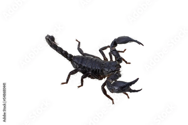 Fototapeta scorpion isolated on white background