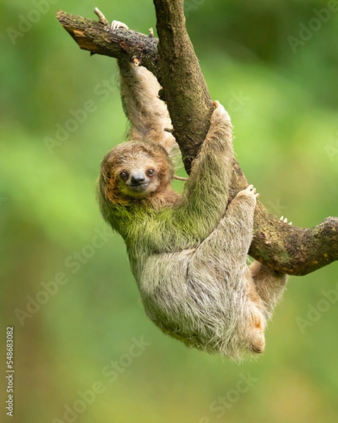 Fototapeta Brown-throated sloth (Bradypus variegatus) is a species of three-toed sloth found in the Neotropical realm of Central and South America