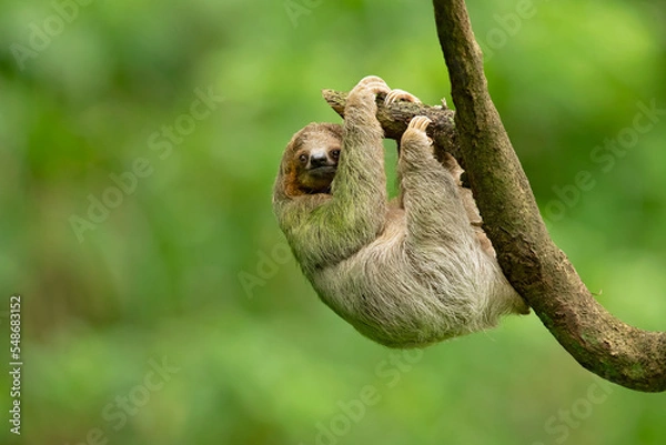 Fototapeta Brown-throated sloth (Bradypus variegatus) is a species of three-toed sloth found in the Neotropical realm of Central and South America