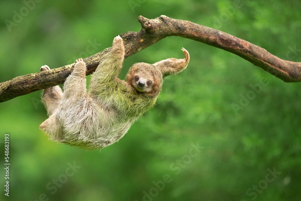 Fototapeta Brown-throated sloth (Bradypus variegatus) is a species of three-toed sloth found in the Neotropical realm of Central and South America