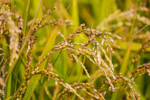 Fototapeta 収穫期の稲