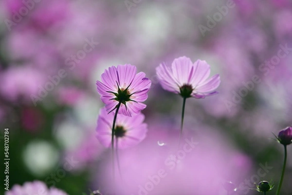 Fototapeta アサギマダラと秋桜