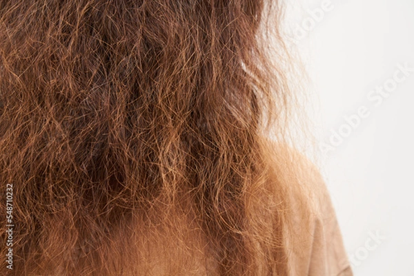 Obraz Dry and frizzy natural curly hair that needs hydration. Natural curls before salon treatment. close up.