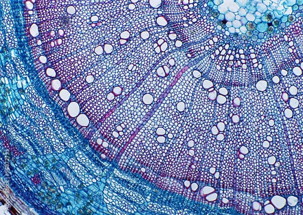 Obraz Cell Gene Microscopic Series