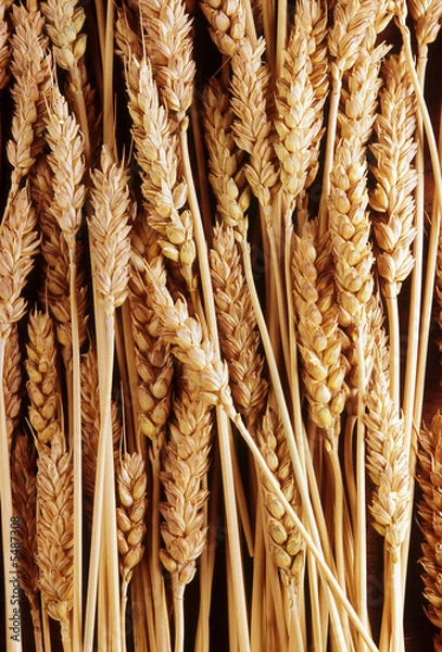 Obraz spighe di grano