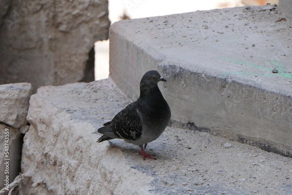 Obraz Taube auf Baustelle