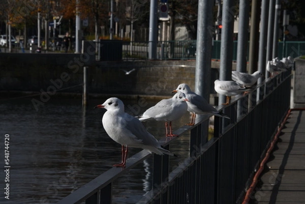 Obraz Seagulls on Pier