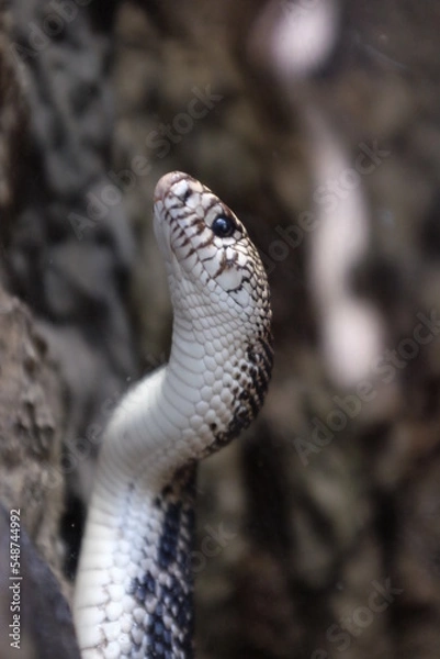 Obraz Snake rising up to vertical