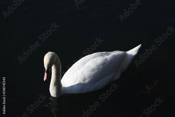 Obraz Swan on Lake