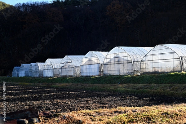 Obraz 朝日の畑　冬