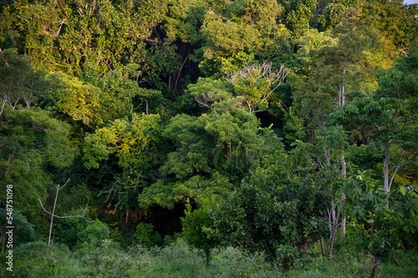 Obraz Floresta (paisagem) | Forest Landscape