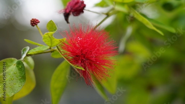 Fototapeta Calliandra haematocephala|朱纓花