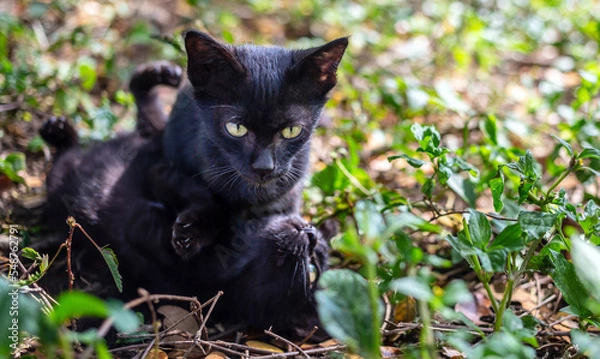 Fototapeta Two adorable black kittens playing running and chasing each other happily together.Kittens in the garden
