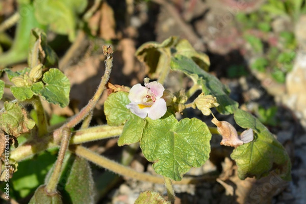 Fototapeta Common devils claw flower