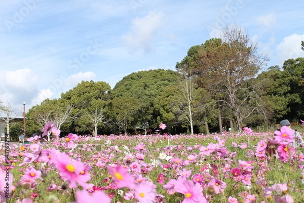 Fototapeta 秋桜と空(日本)