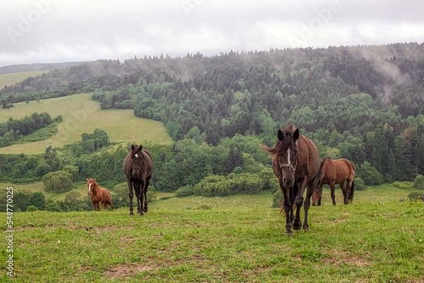 Fototapeta Konie