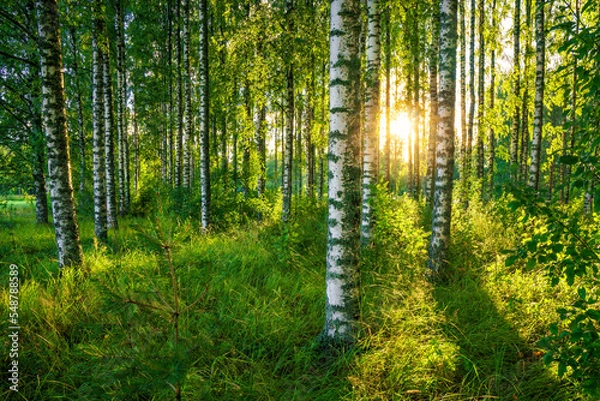 Fototapeta The last rays of the sun filter through the birch forest. A beautiful summer image of a typical Finnish rural landscape.