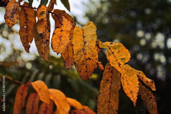 Obraz leaves on tree