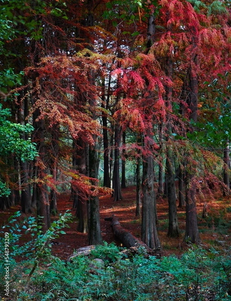 Obraz autumn in the forest
