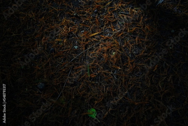 Obraz screen looping animated background