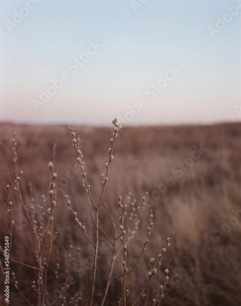 Obraz Verba on the spring field