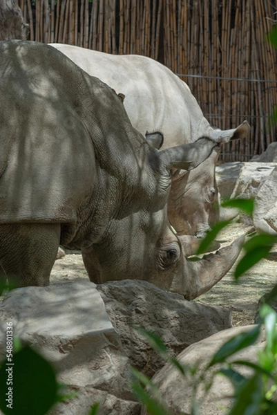 Obraz animals wildlife nature