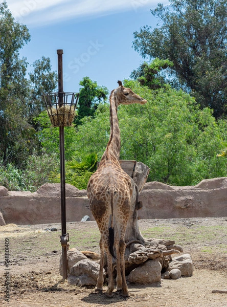 Obraz animals wildlife nature