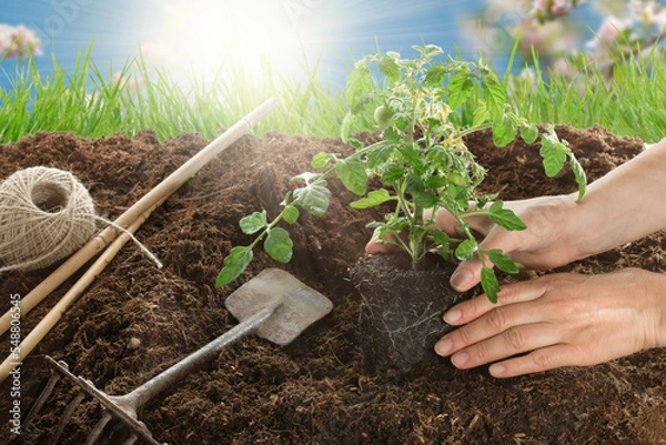 Obraz Junge Tomatenpflanze setzen