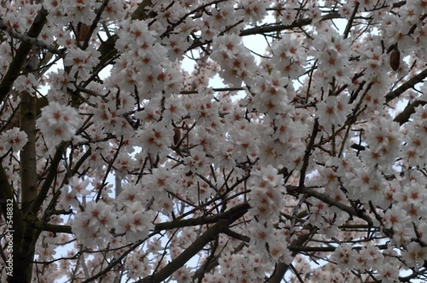 Fototapeta kirschblüte 4