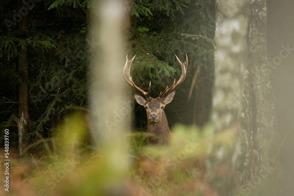 Obraz Jeleń na rykowisku