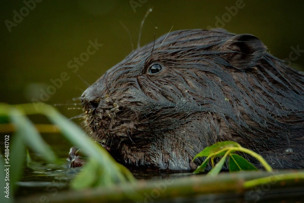 Obraz Bóbr