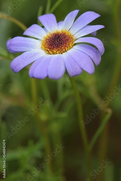 Obraz Close-up of a beautiful light blueish purple Swan River Daisy.