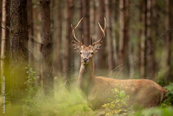 Obraz Jeleń rykowisko