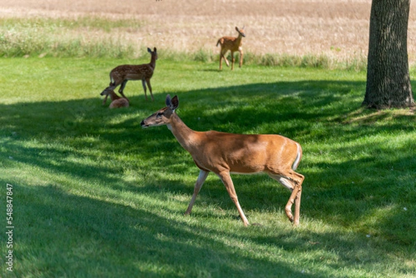 Obraz A White-tailed Doe Deer And Her Twin Fawns Standing In The Grass In Summer