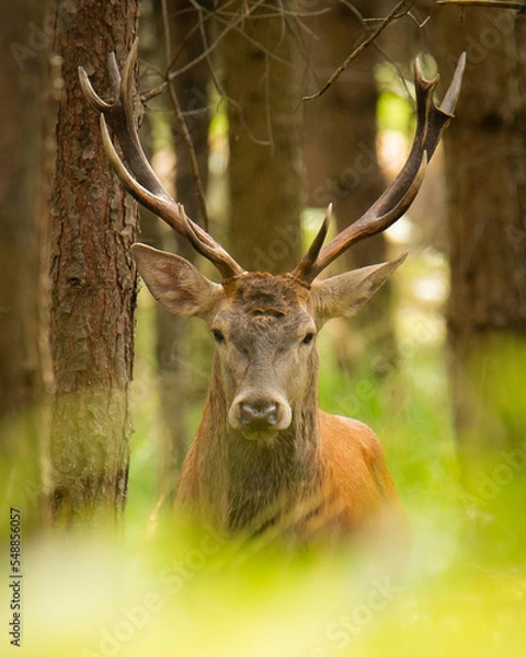 Obraz Jeleń na rykowisku
