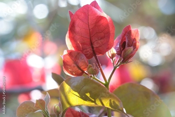 Obraz Pink Bougainvillea with a bokeh background.