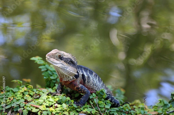 Obraz Water dragon on water - Australian water dragon - Australia