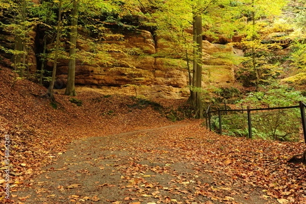 Obraz Autumn forest with leaves
