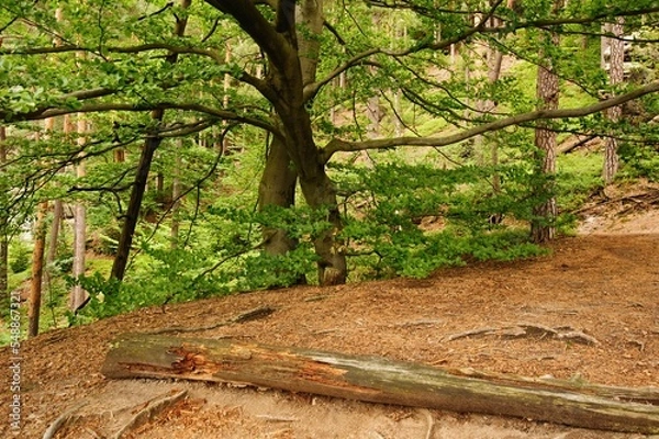 Fototapeta Green forest