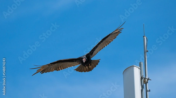 Obraz vulture in flight
